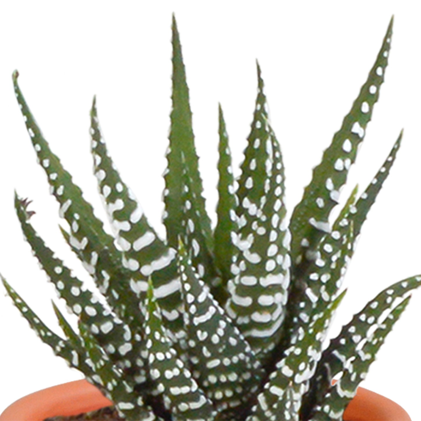 Kakteen & Sukkulenten Mix – 15 pflegeleichte Pflanzen im 5,5 cm Topf