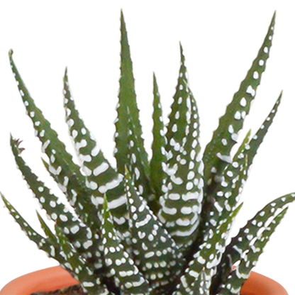 Kakteen & Sukkulenten Mix – 15 pflegeleichte Pflanzen im 5,5 cm Topf