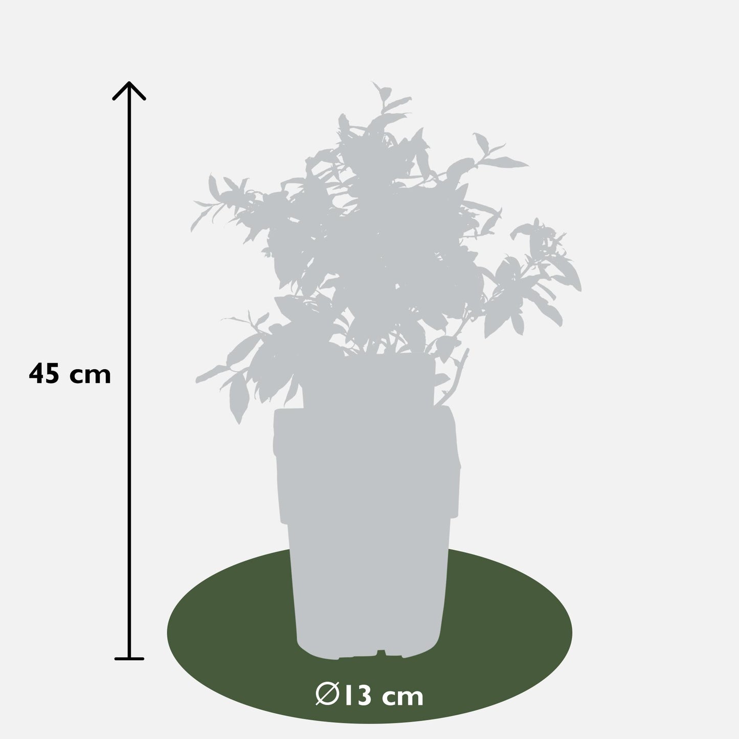 6x - Vaccinium corymbosum - ↨45cm - Ø13