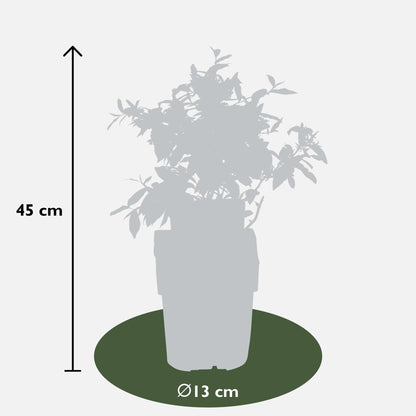 6x - Vaccinium corymbosum - ↨45cm - Ø13