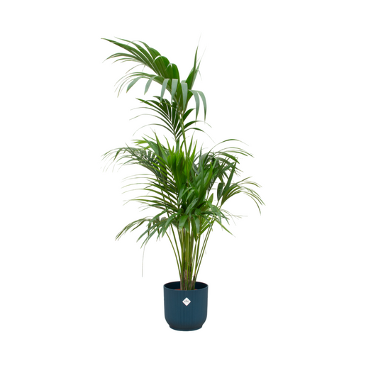 Kentia Palme 180 cm im blauen Elho Topf – pflegeleicht & stilvoll
