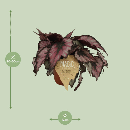 Begonia Rex Magma - Ø12 ↕25