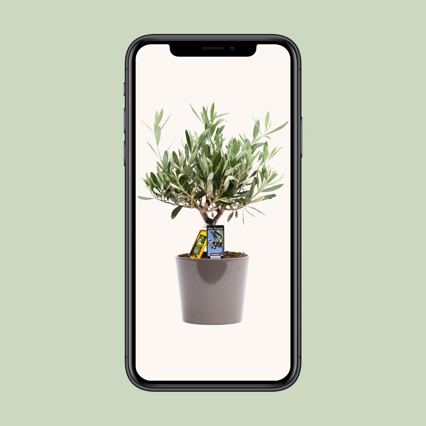 Olea Olijf - Ø16cm - ↕35cm