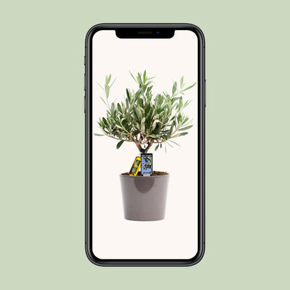 Olea Olijf - Ø16cm - ↕35cm