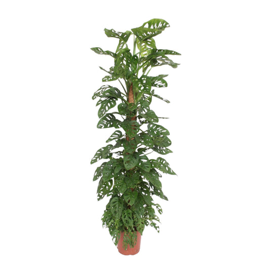 Monstera Monkey Leaf am Moosstab – 170 cm Fensterblatt