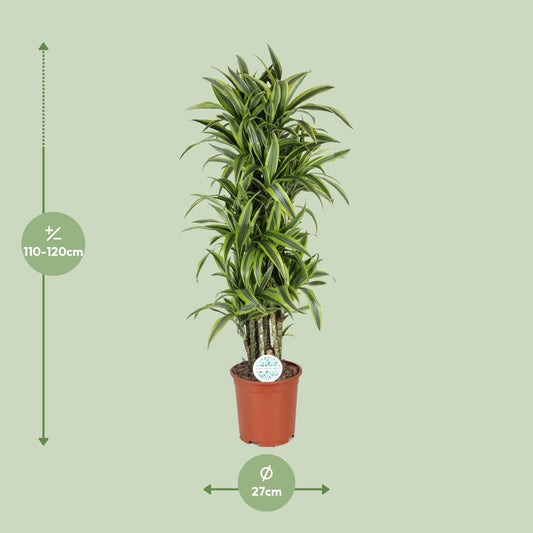 Dracaena Deremensis Lemon Lime - Ø27cm - ↕120cm