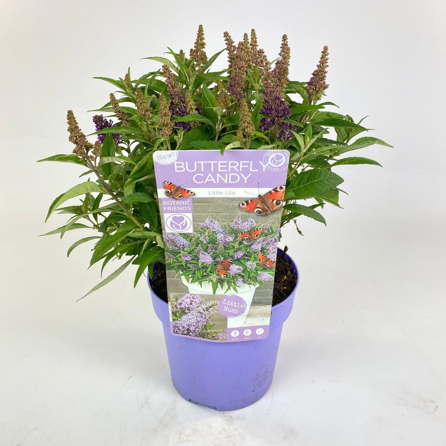 Buddleja dav. 'Butterfly Candy Little Lila' - Ø19cm - ↕25cm
