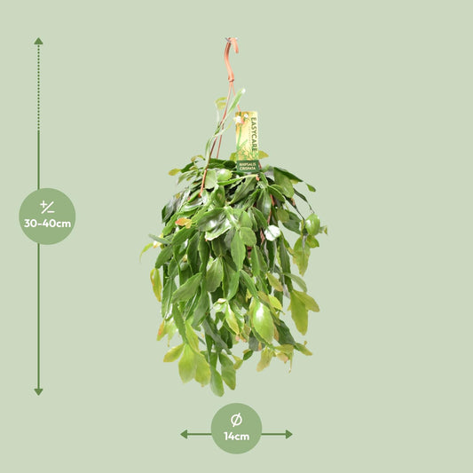 Rhipsalis Crispata - Ø14cm - ↕35cm