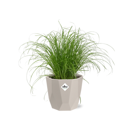 Cyperus Alternifolius Zumula Zonder Etiket in ELHO b.for rock 14 cm warm grey
