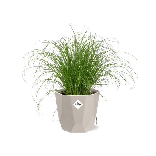 Cyperus Alternifolius Zumula Zonder Etiket in ELHO b.for rock 14 cm warm grey