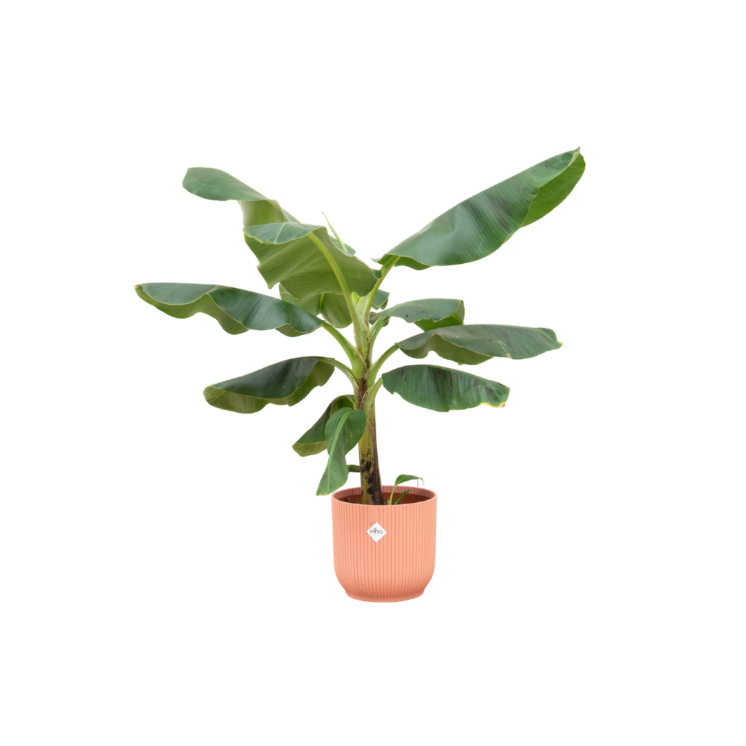 Bananenpflanze 'Musa' – Tropisches Flair 100 cm im Topf