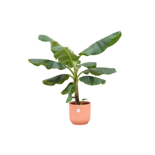 Bananenpflanze 'Musa' – Tropisches Flair 100 cm im Topf