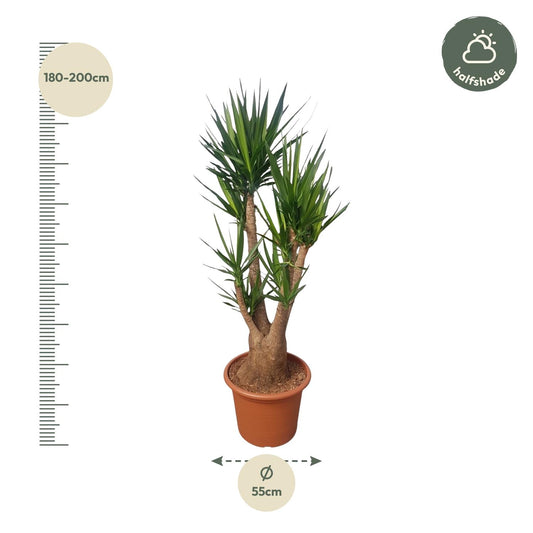 Yucca Palme verzweigt – 190 cm – Elefantenfuß Zimmerpflanze