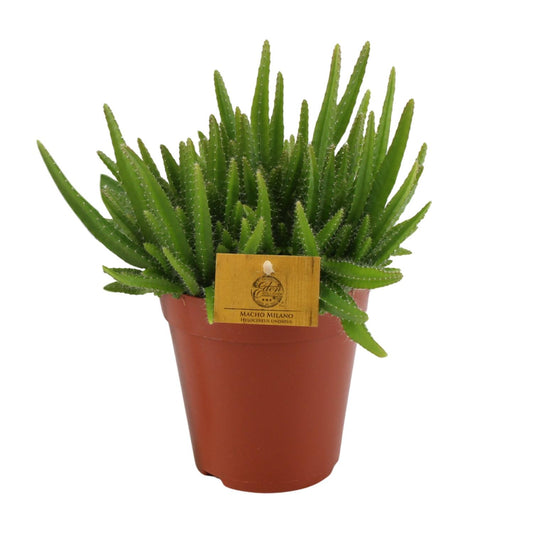 Hylocereus Undatus - Ø15cm - ↕20cm