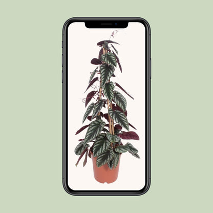 Cissus Antarctica - Ø24cm - ↕100cm