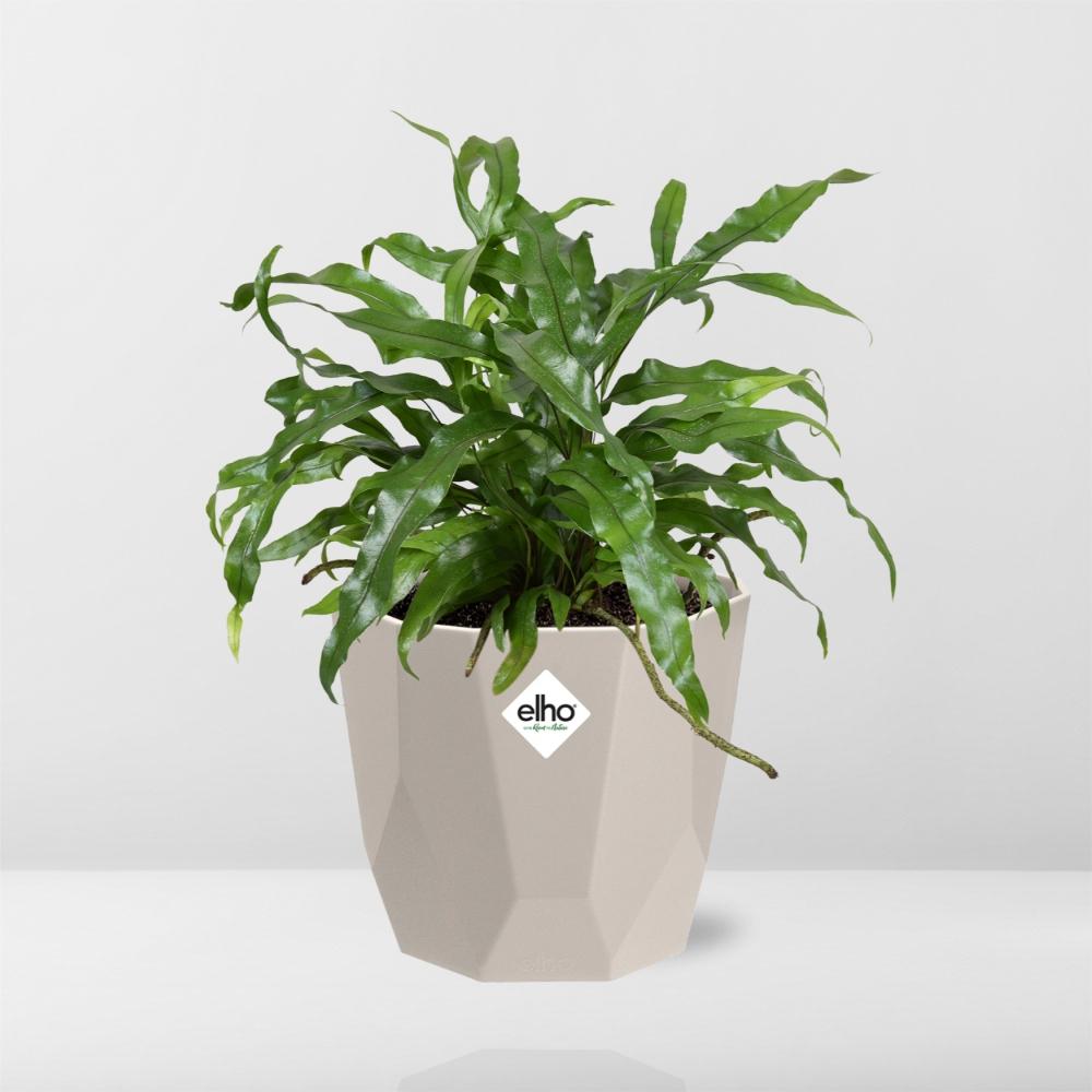 Microsorum Diversifolium in ELHO b.for rock 14 cm warm grey