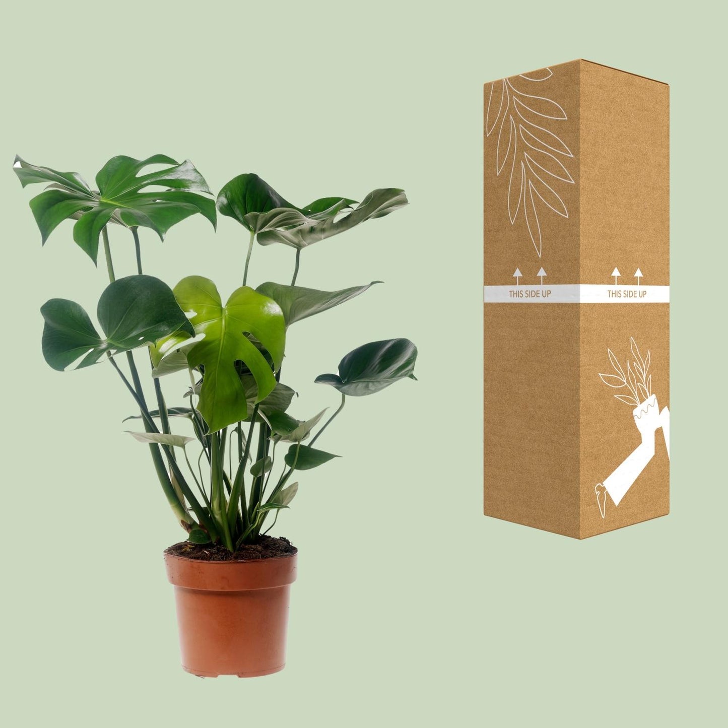 Monstera Deliciosa - Ø17cm - ↕55cm