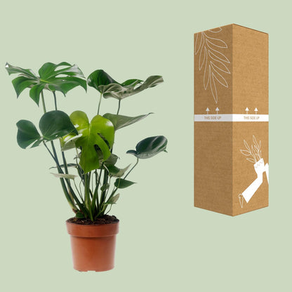 Monstera Deliciosa - Ø17cm - ↕55cm