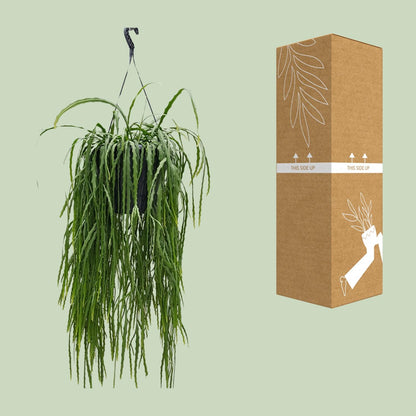 Lepismium Asuntapatense 25cm - Ø25cm - ↕70cm