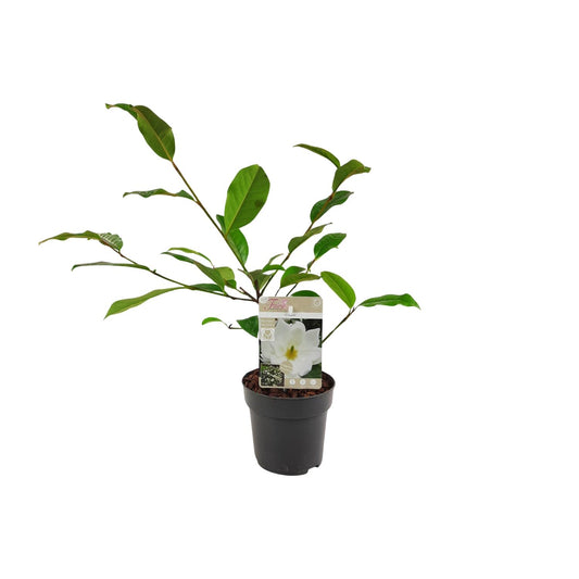 Michelia Fairy Magnolia Cream - Ø13cm - ↕25cm