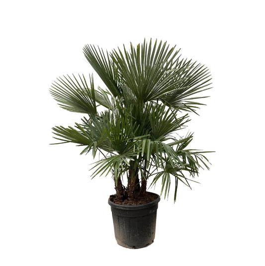 Mehrstämmige Hanfpalme – Exotische Kübelpflanze 230 cm