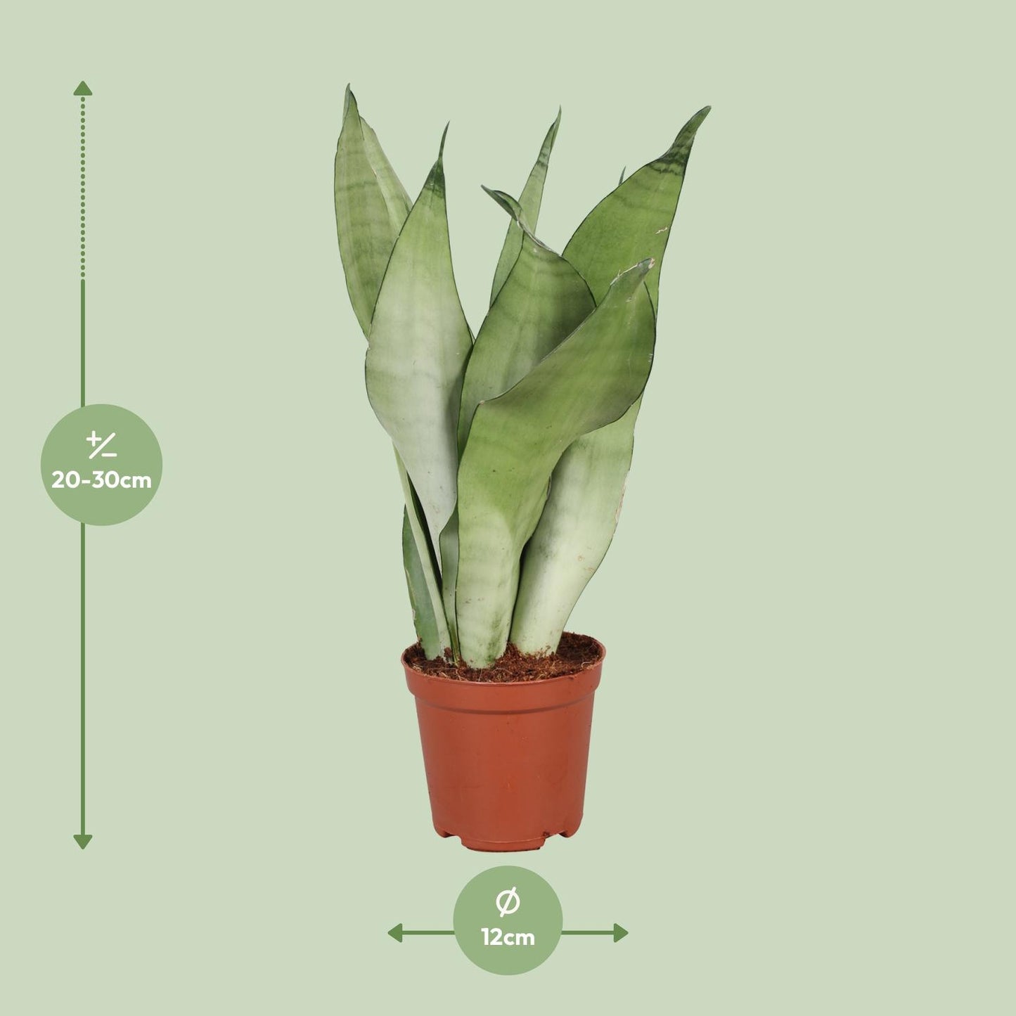 Sansevieria Trifasciata Moonshine - Ø12cm - ↕30cm