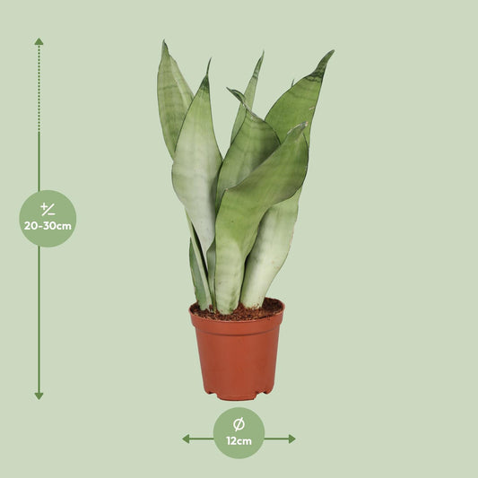 Sansevieria Trifasciata Moonshine - Ø12cm - ↕30cm