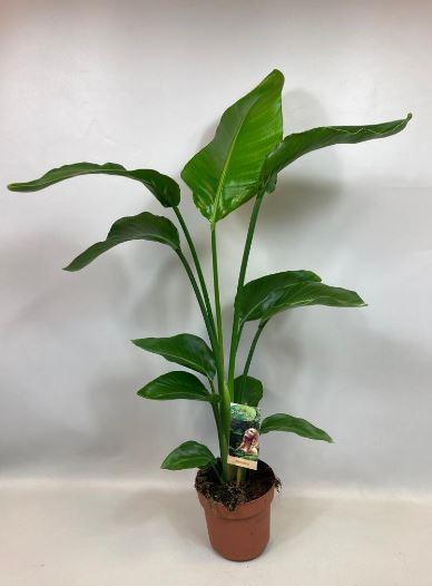 Strelitzia Nicolai - Ø17cm - ↕90cm