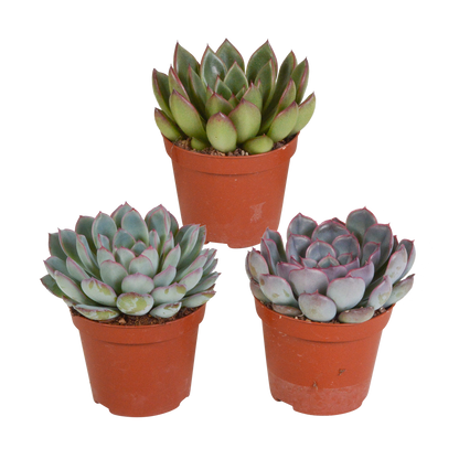 Echeveria Mix 3er Set – Pflegeleichte Sukkulenten 8,5 cm