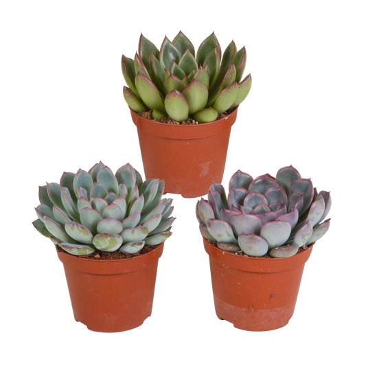 Echeveria Mix 3er Set – Pflegeleichte Sukkulenten 8,5 cm