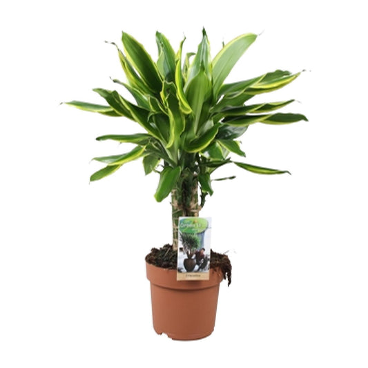 Dracaena Golden Coast - Ø17cm - ↕50cm