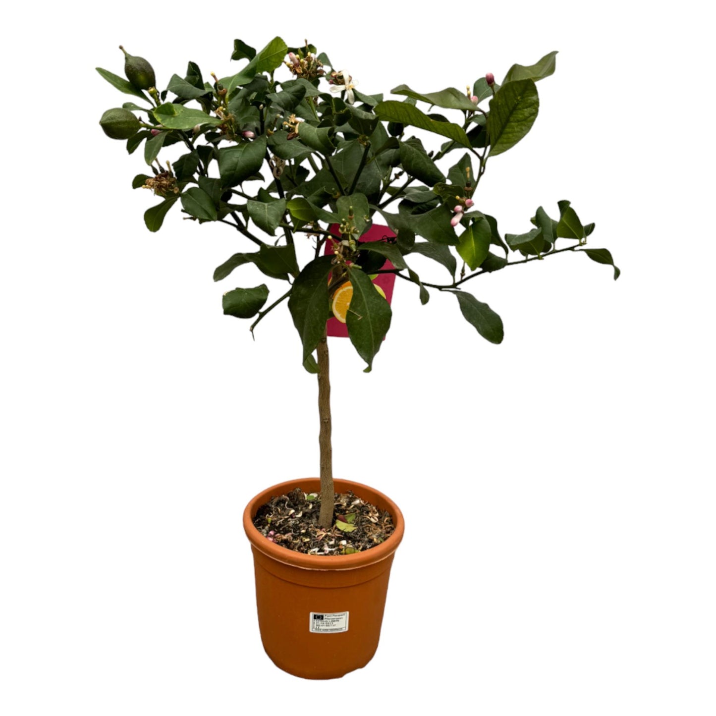 Zitronenbaum 80 cm – Mediterrane Zitruspflanze für Sonne