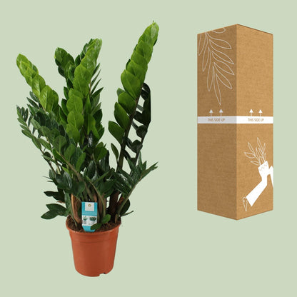 Zamioculcas Zamiifolia  - Ø21cm - ↕80cm