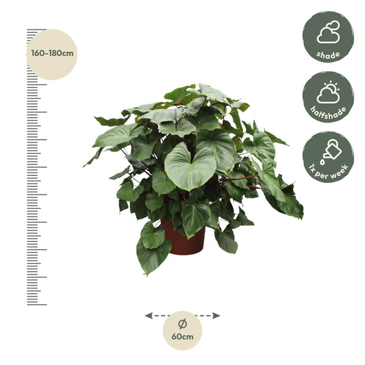 Homalomena Maggy – 170 cm Tropische Zimmerpflanze