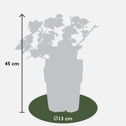 3x - Rubus mix - ↨45cm - Ø13