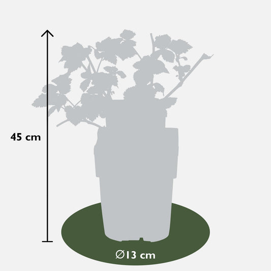 3x - Rubus mix - ↨45cm - Ø13
