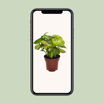 Syngonium Milk Confetti - Ø12cm - ↕20cm