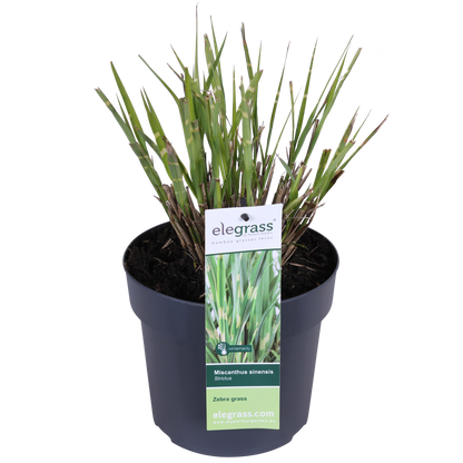 Miscanthus sinensis Strictus - Ø23cm - ↕60cm - Ø19 - ↨50cm