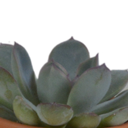 Vetplanten-Mischung 5,5 cm - 5x - in terracotta pot