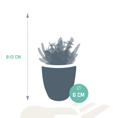Vetplanten-Mischung 5,5 cm - 5x - in witte pot