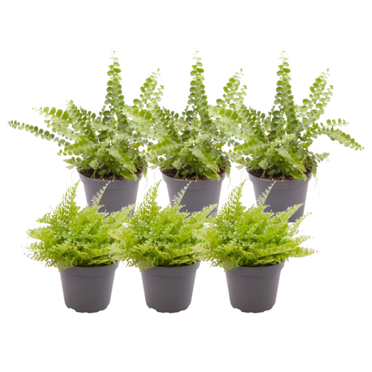 6x Nephrolepis Mix