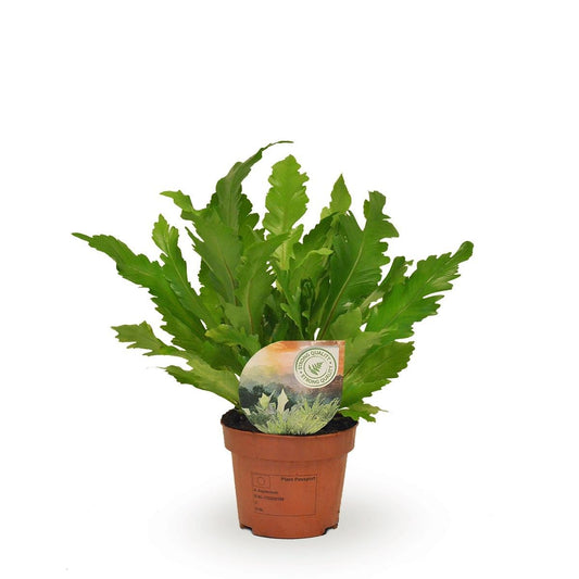 Asplenium Campio - Ø12cm - ↕30cm