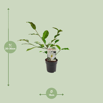 Michelia Fairy Magnolia Cream - Ø13cm - ↕25cm