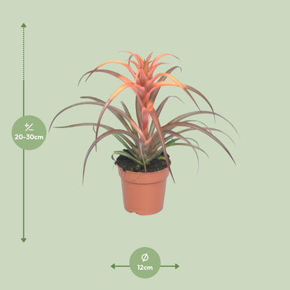 Tillandsia Capitata - Ø12cm - ↕30cm