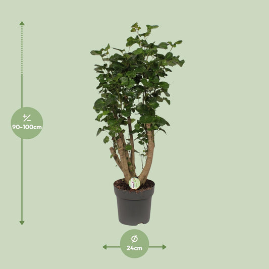 Polyscias Lemon - Ø24cm - ↕95cm