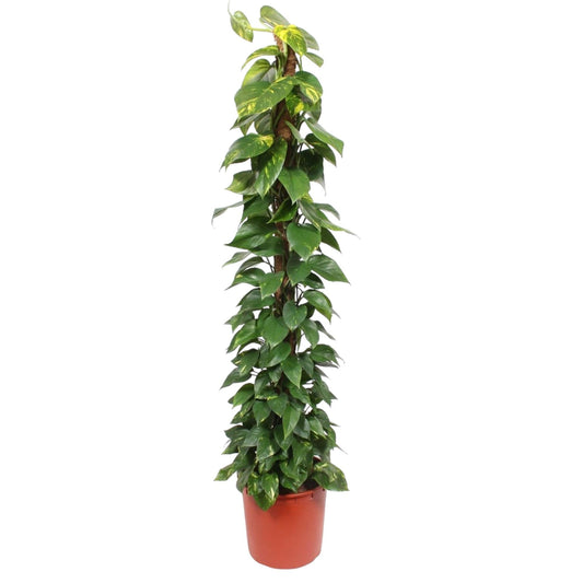 Efeutute 'Golden Pothos' – 180 cm am Moosstab