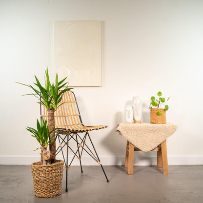 Yucca Palme 100 cm im Korb – Pflegeleicht & Stilvoll