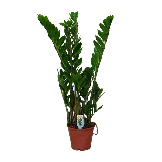 Zamioculcas Zamiifolia  - Ø14cm - ↕50cm