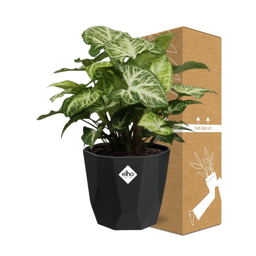 Syngonium Arrow in 14cm b.for rock living black
