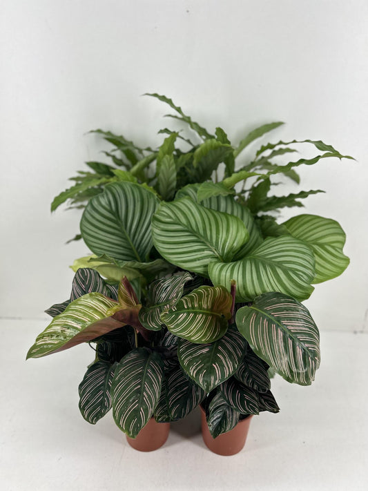 Calathea Mix P14cm